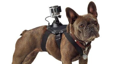 La Cámara GoPro y su Punto de Vista Desde el punto de vista humano al animal. No hay límites para el uso de estas cámaras. ¿Las veremos a futuro en insectos?