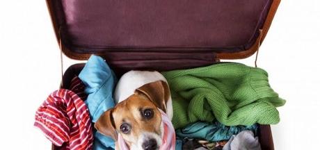 Residencias caninas para tu perro, una opción en vacaciones.