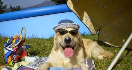 perros labradores de vacaciones