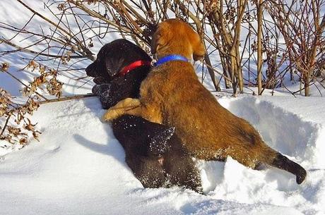 cachorros perros labradores