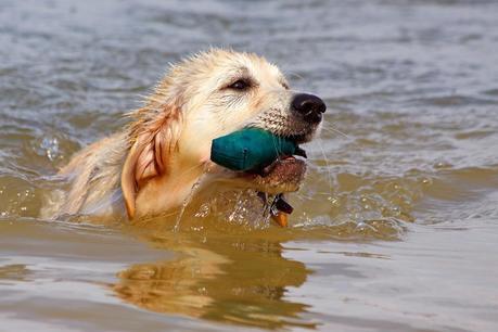 Labrador nadando El perro labrador le gusta bastante el agua