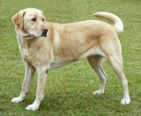 Perro labrador retrievers perro labrador canela