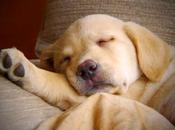 Elegir cama para nuestro perro Labrador