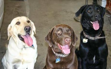 diferentes clases de perros labradores