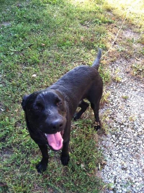 perros labradores negro