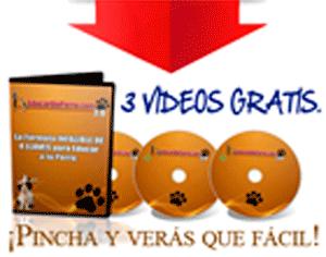 Perros labradores adiestrar