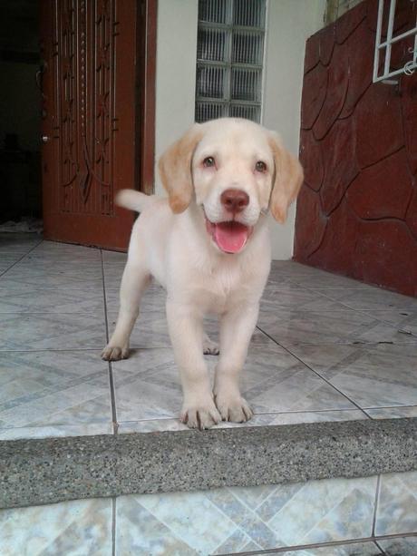 ¿Qué hacer si adoptamos un perro ? perros labradores, adopcion de perros