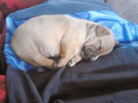 necesidades de los perros labradores