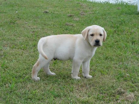 educar perros labradores