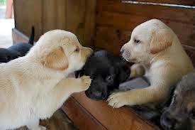 cachorros perros labradores, bonitos cachorros, perritos