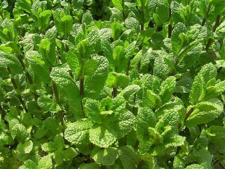 Especial Navidad: Para la digestión no hay como la menta.