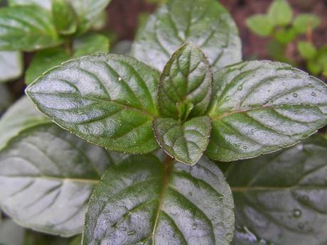 Especial Navidad: Para la digestión no hay como la menta.