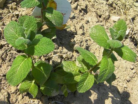 Especial Navidad: Para la digestión no hay como la menta.
