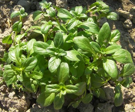 Especial Navidad: Para la digestión no hay como la menta.