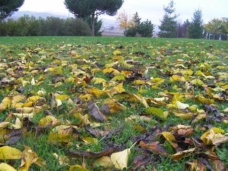 Cuidados del jardín en diciembre