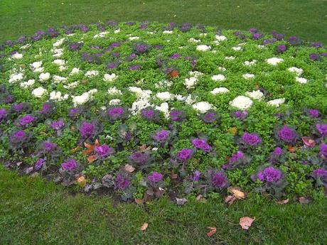 Cuidados del jardín en diciembre