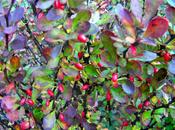 Cuidados jardín diciembre