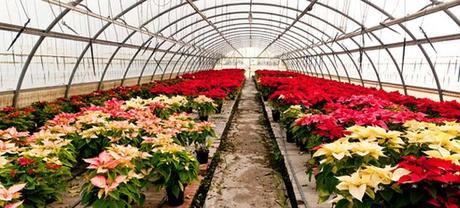 La planta más navideña: La Flor de Pascua o Estrella Federal