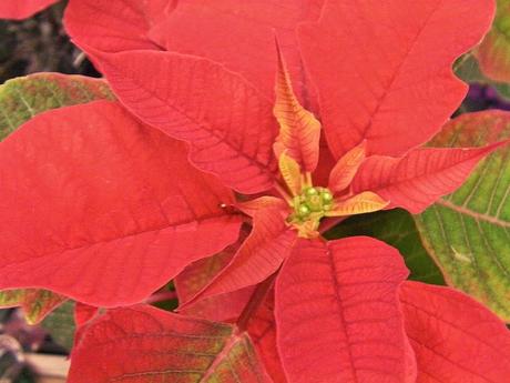 La planta más navideña: La Flor de Pascua o Estrella Federal