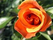 cuidados rosas otoño