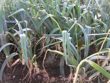 El huerto en noviembre