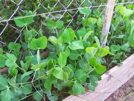 El huerto en noviembre