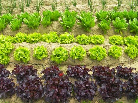 El huerto en noviembre