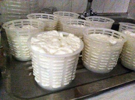 Taller de elaboración de queso de cabra Taller de elaboración de queso de cabra