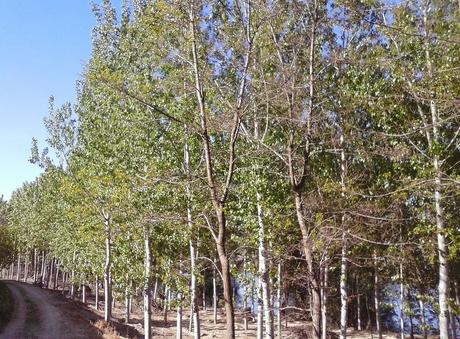 Miércoles 15 de octubre: LUNA CUARTO MENGUANTE