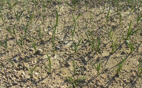 Miércoles 15 de octubre: LUNA CUARTO MENGUANTE