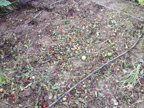 Crucíferas para cosechar en invierno