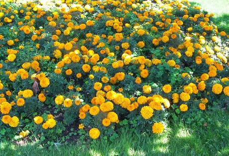 El jardín en octubre