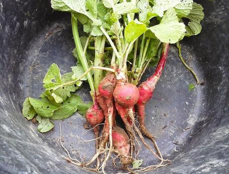 El huerto en octubre