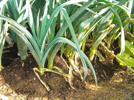 El huerto en octubre