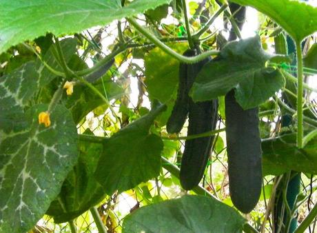 Extracción y guardado de semillas