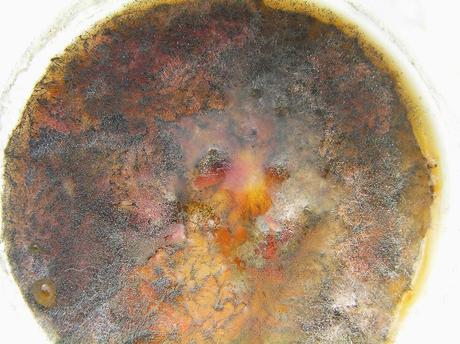 Extracción y guardado de semillas