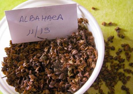 Extracción y guardado de semillas