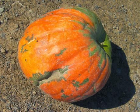 Primera calabaza cosechada