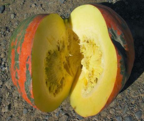 Primera calabaza cosechada