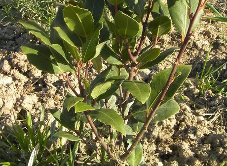 El huerto en septiembre