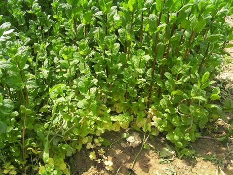 El huerto en septiembre