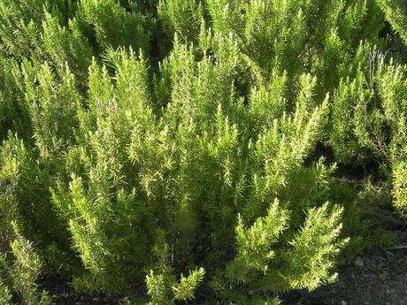 El huerto en septiembre