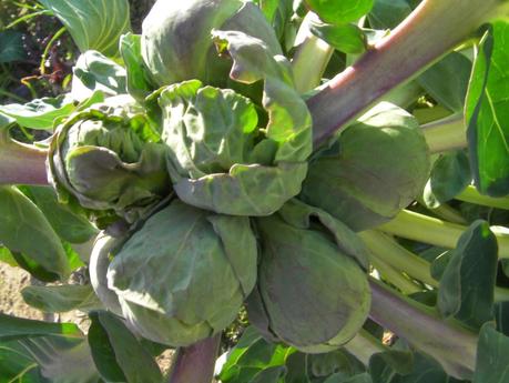 Aprovechemos la influencia de la luna