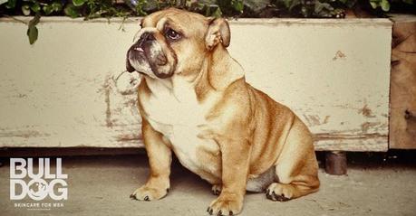 Bulldog Skincare for men, la experiencia de mi chico