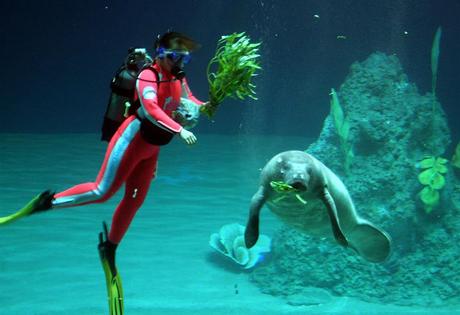 Diver feeding a baby manatee