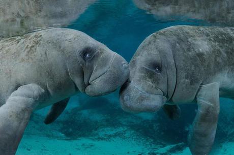 Kissing manatees in Georgia