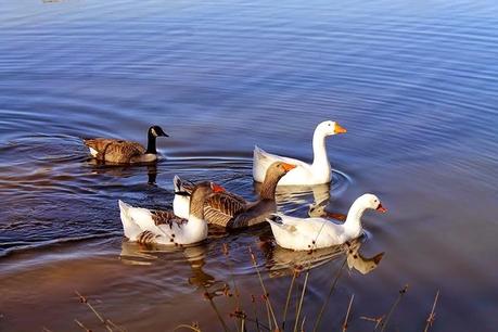 De Chozas a Villar de Mazarife por el Camino de Santiago: lagunas y sorpresas.