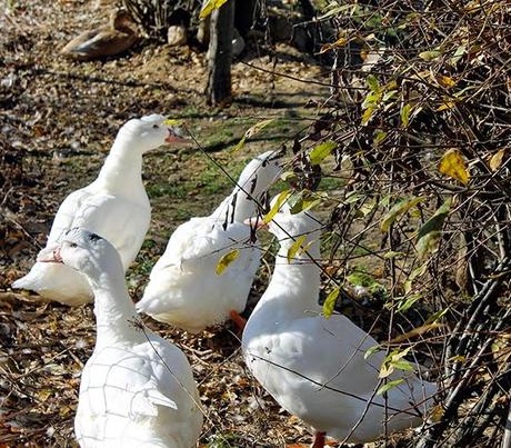 De Chozas a Villar de Mazarife por el Camino de Santiago: lagunas y sorpresas.