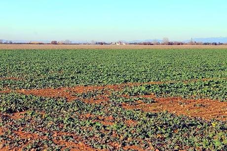 De Chozas a Villar de Mazarife por el Camino de Santiago: lagunas y sorpresas.