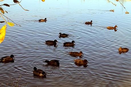 De Chozas a Villar de Mazarife por el Camino de Santiago: lagunas y sorpresas.